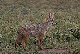 Golden jackal